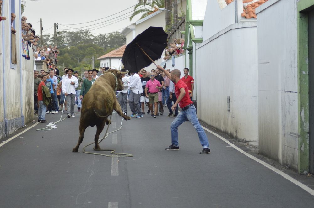 Bull on street island Terçeira Azores