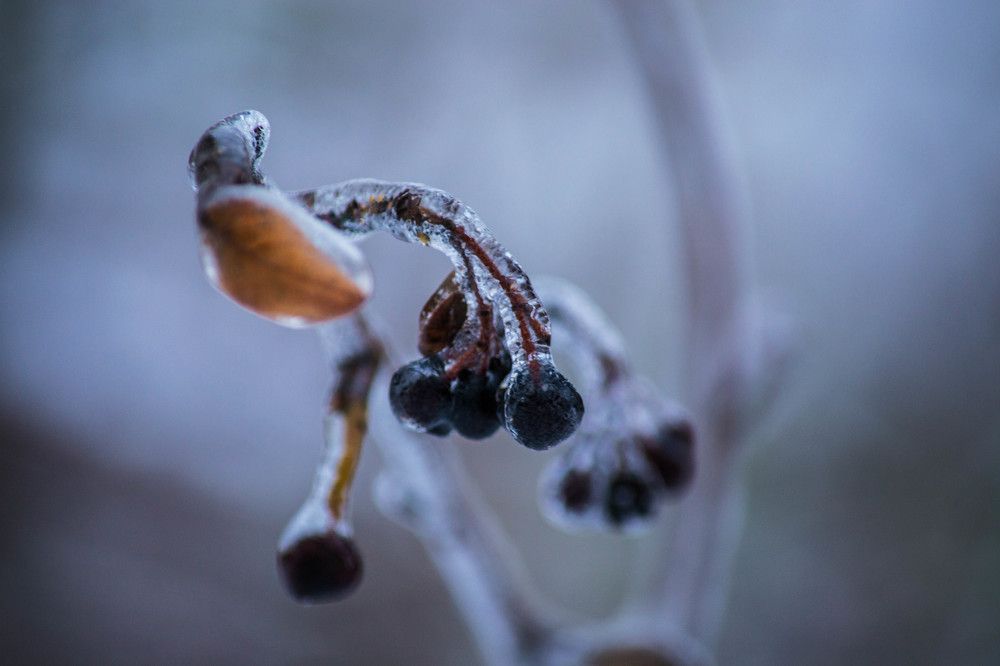 В ледяном плену...