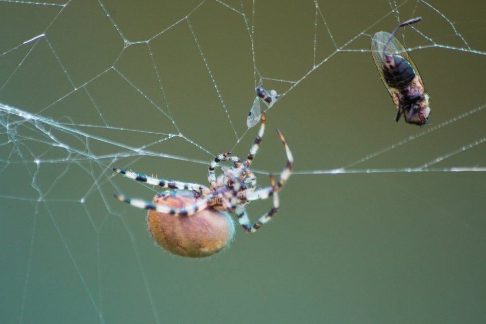 Photograph by Арутюнян Ануш