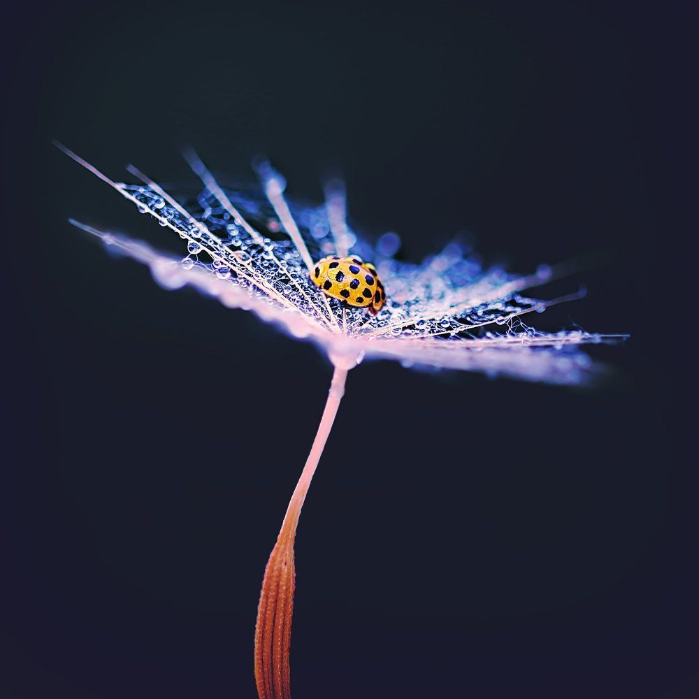 Photograph by Юлия Войнич