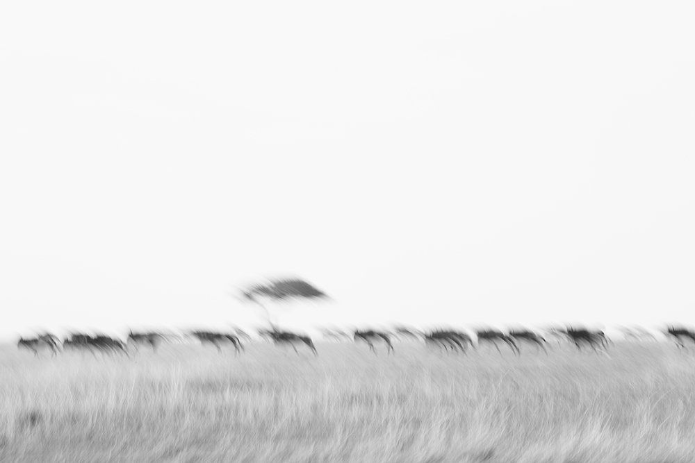 The Wild and the Beast