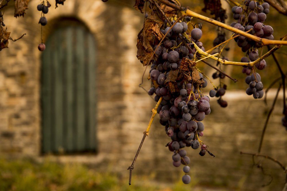 Le Vigne delle Langhe