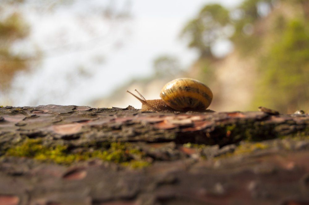 Один день из жизни улитки