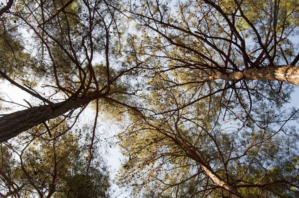 Сосновое небо