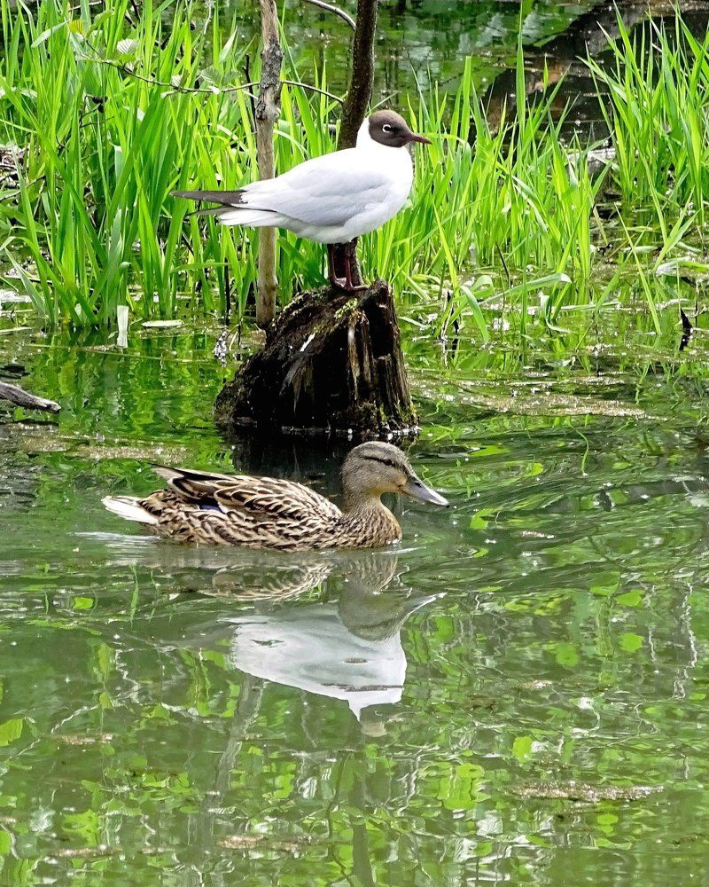 Чайка и кряква