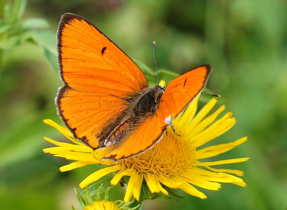 Photograph by Vitel Ștefan