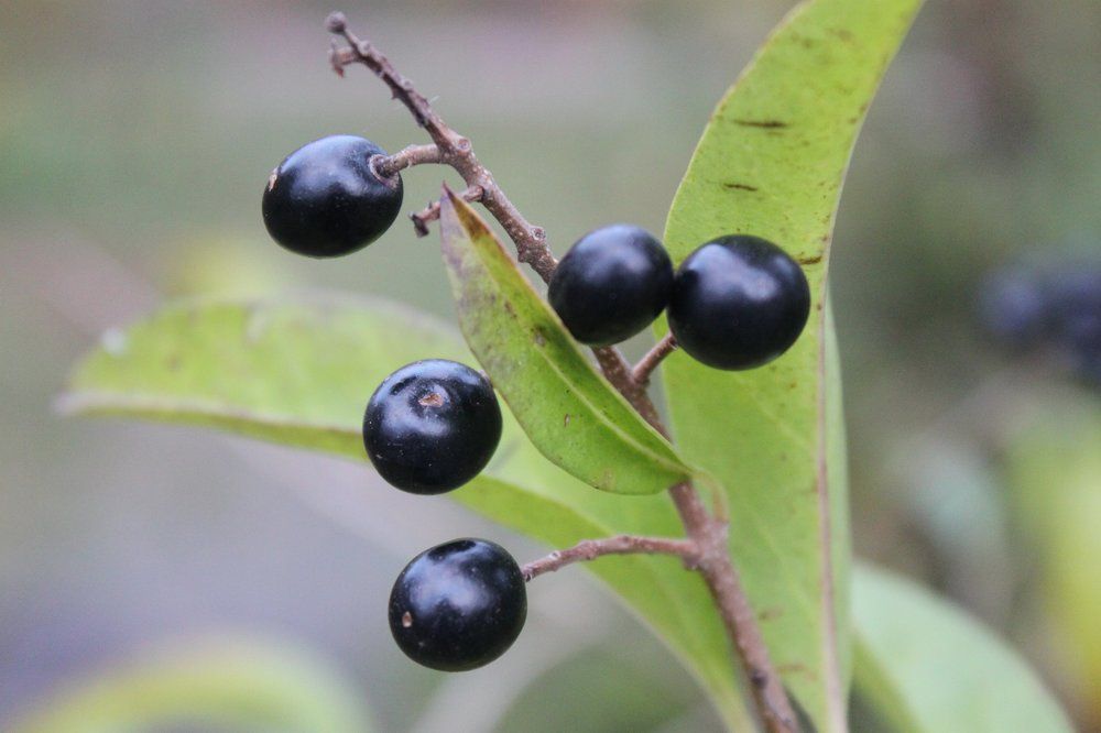 Photograph by Игорь Иванчик