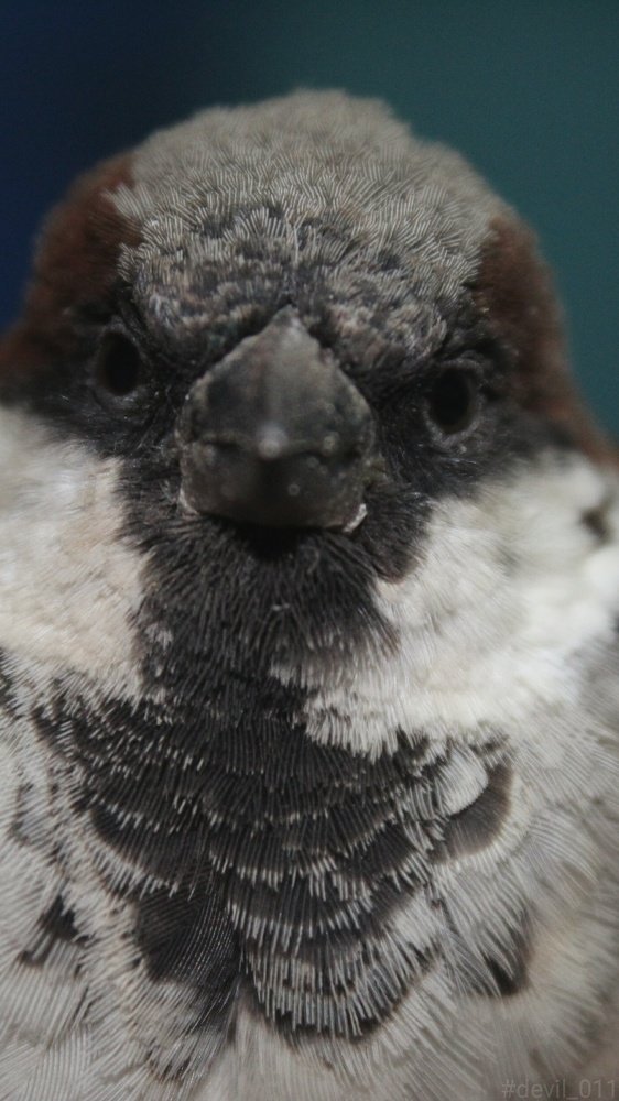 Indian sparrow bird.