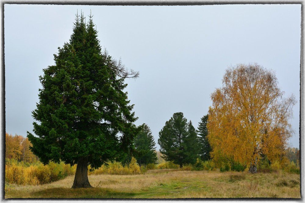 Осеняя елочка