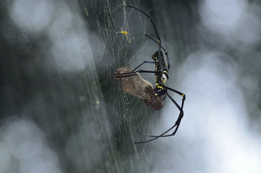 Spider with killing look