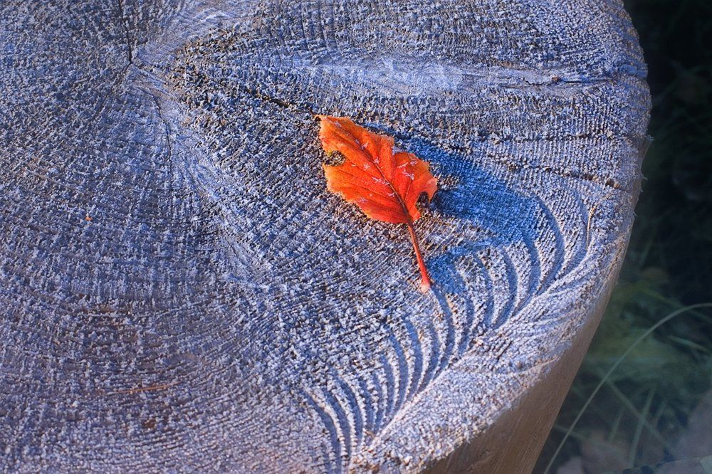 Красный листок