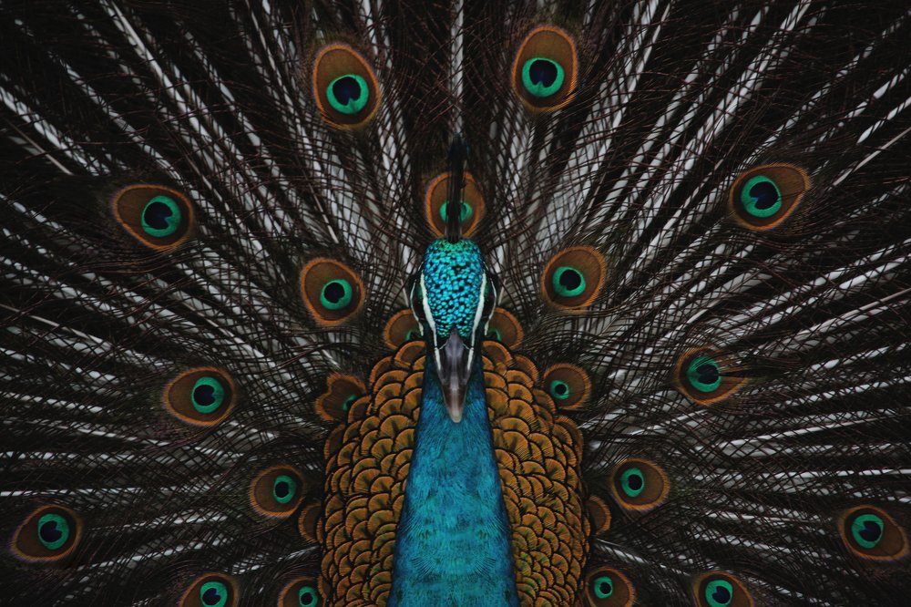 Symmetrical Peacock