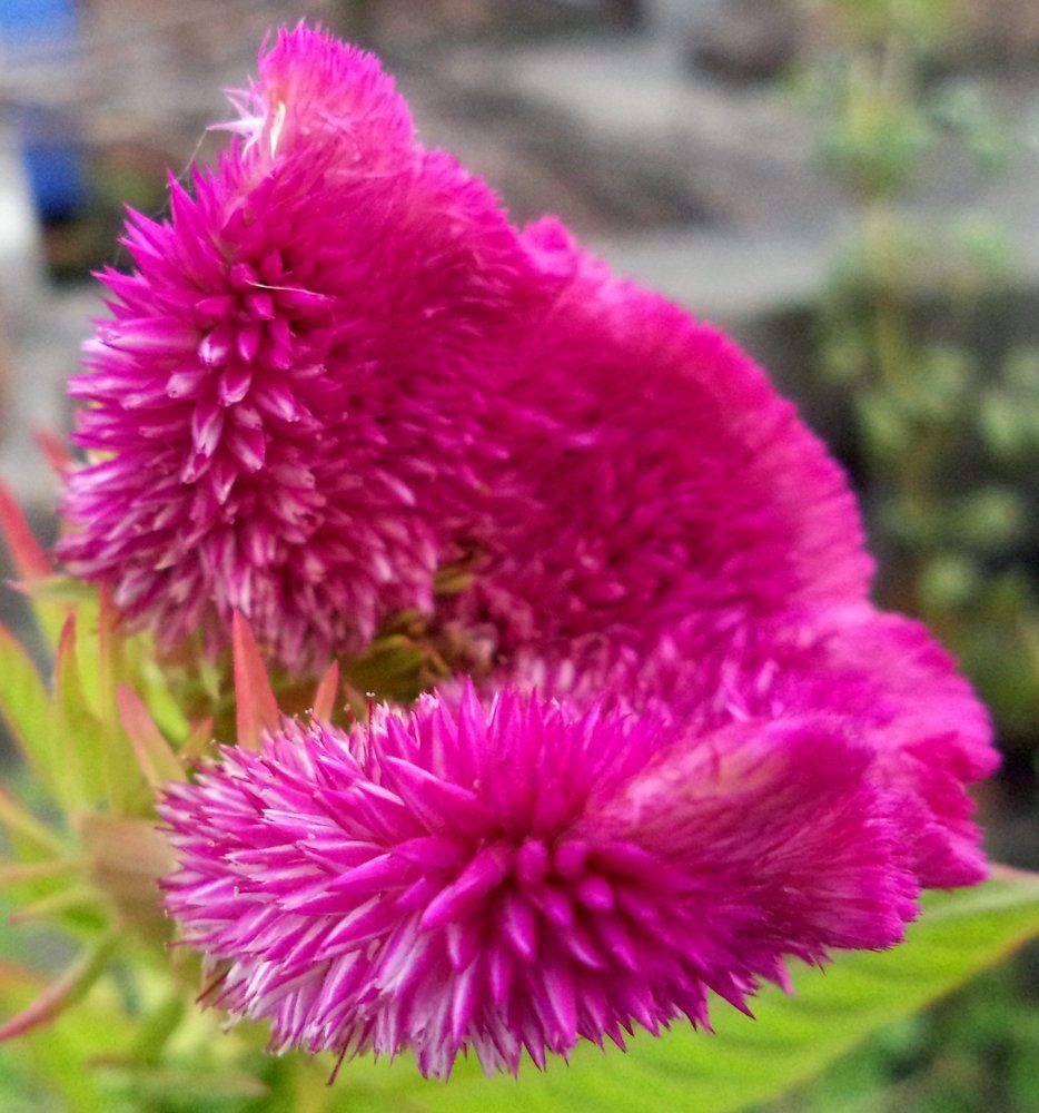 Cockscomb Macro