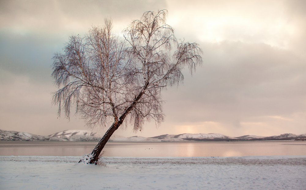 Одинокая береза