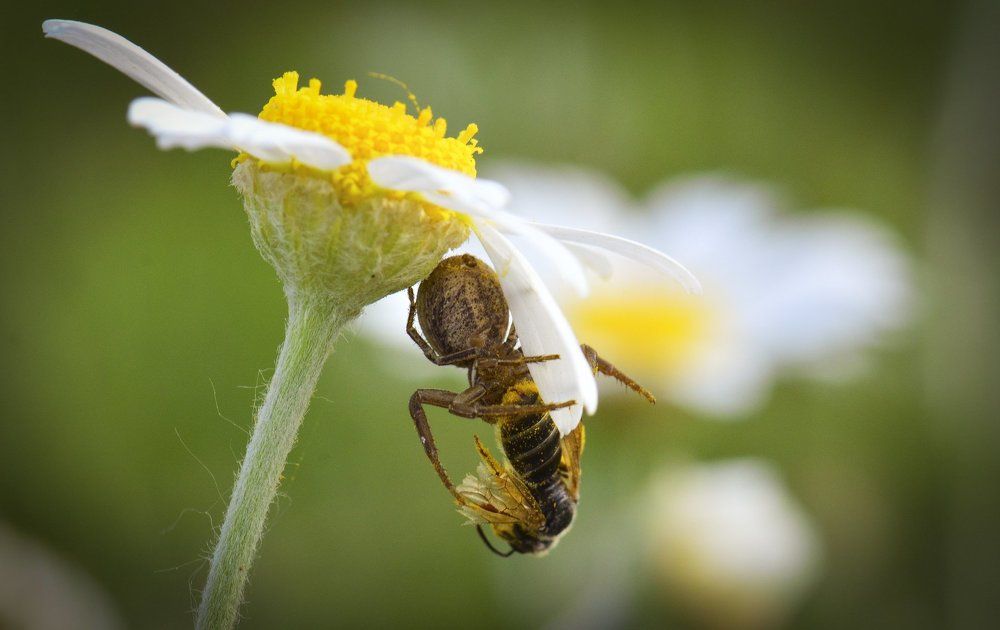 Фотография автора Билан Виктория
