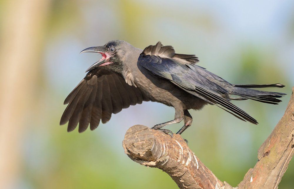 блестящий ворон