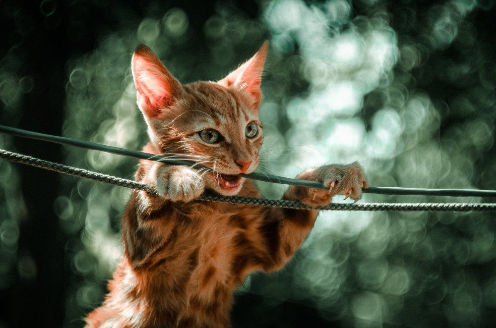 Бааааарсик!