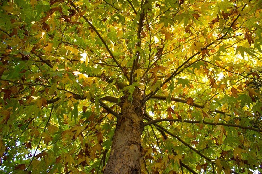 Дерево-зонтик