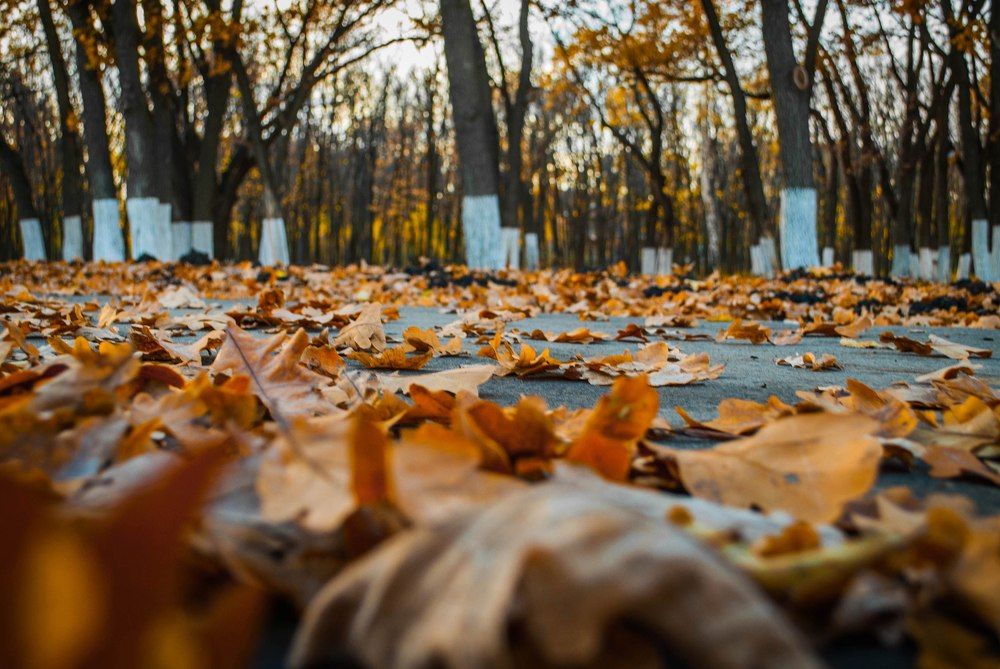 Поздняя осень