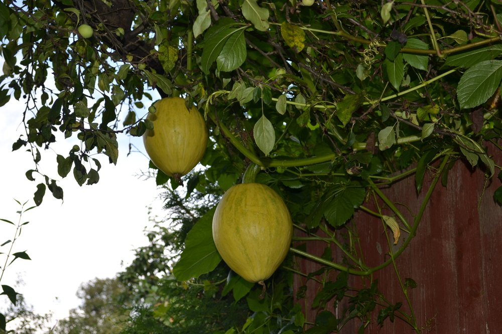 тыква на заборе