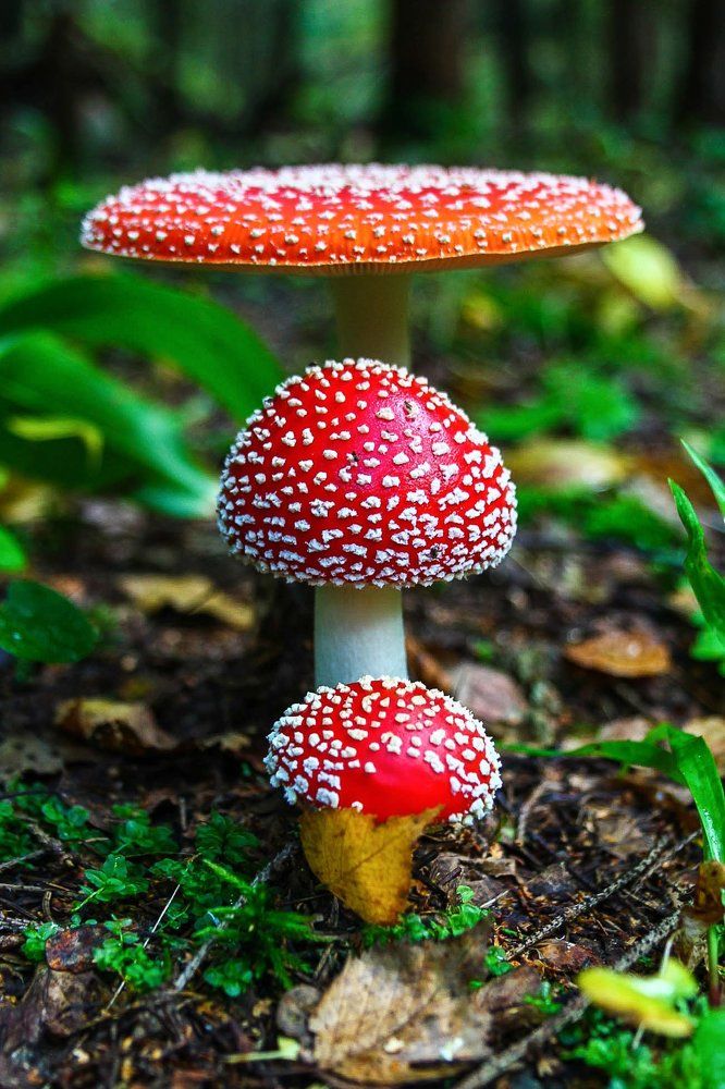 Грибная семья.