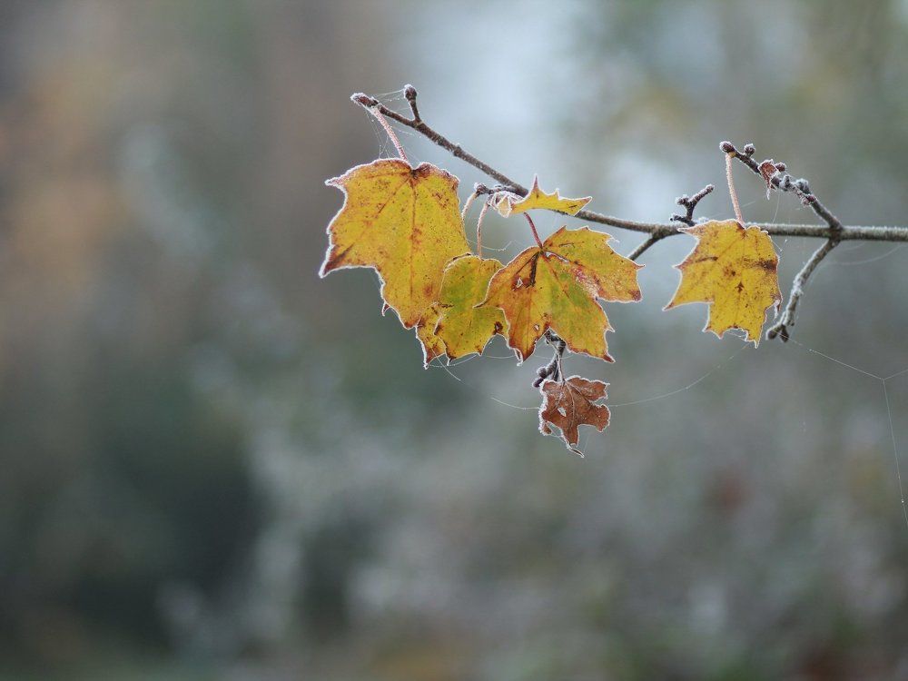 Морозное утро