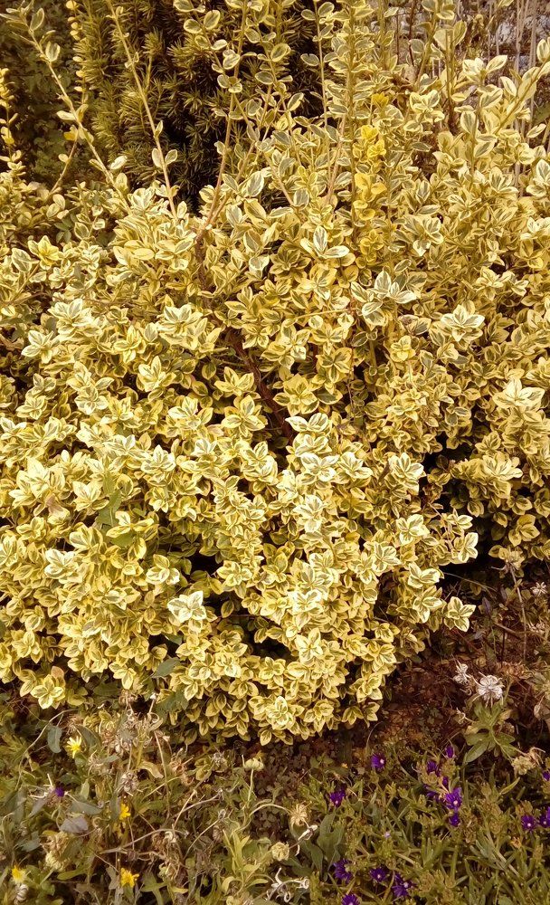 Осенняя листва