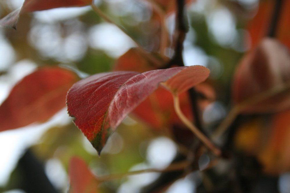 Colors of Autumn