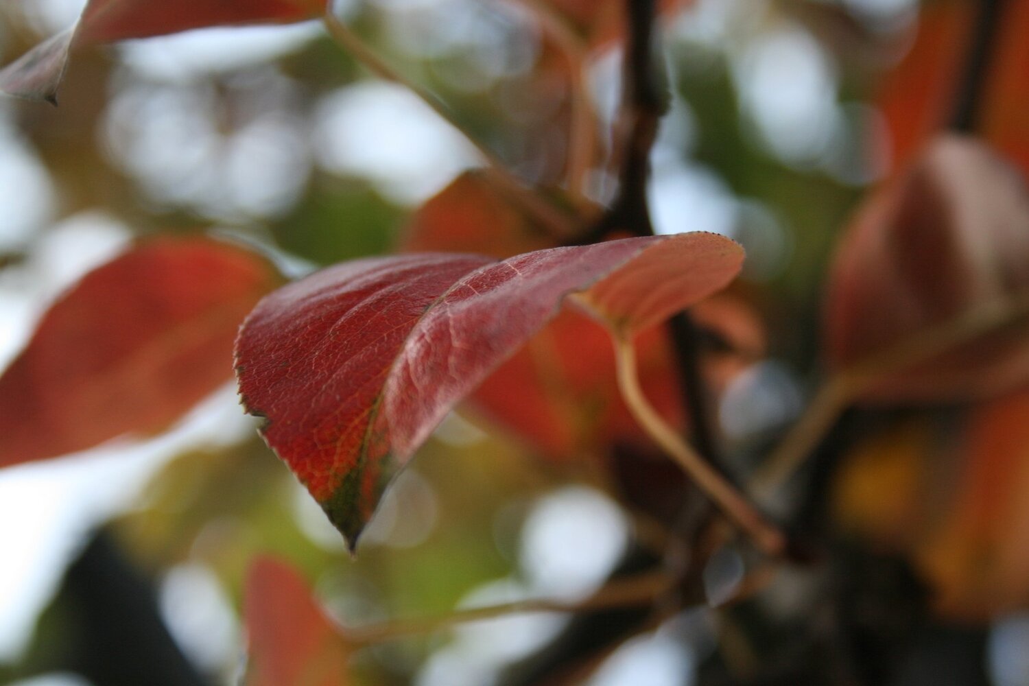 Colors of Autumn
