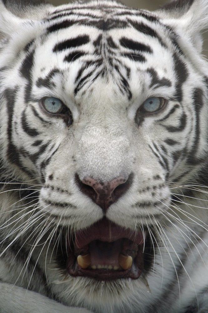 Последнее предупреждение