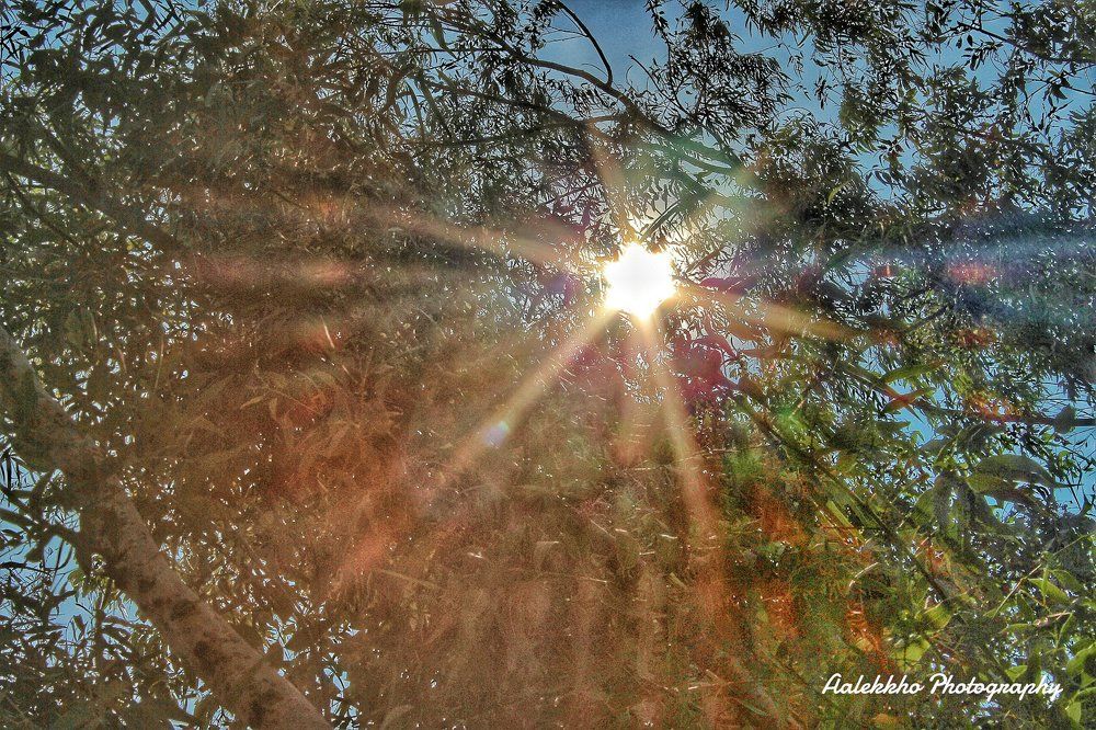 touch of ray