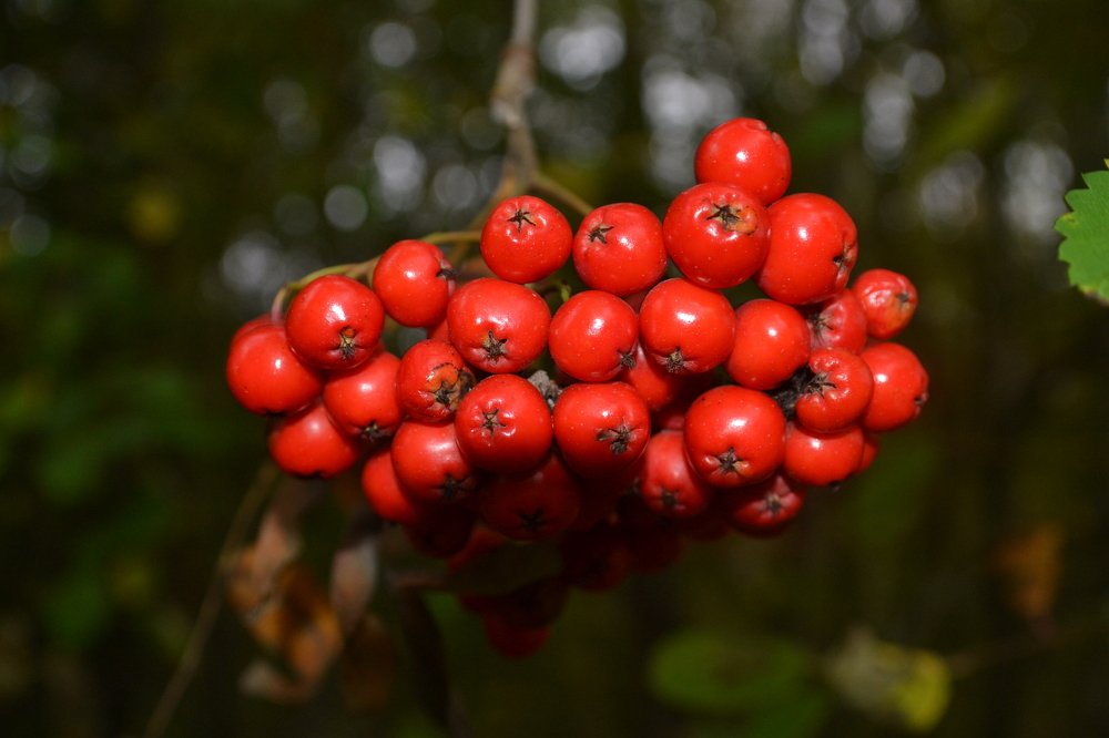 Красный пучек