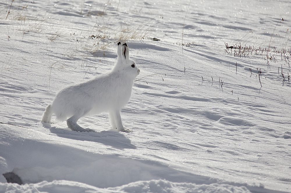 РАЗ,ДВА,ТРИ,ЧЕТЫРЕ,ПЯТЬ... Вот и спрятался опять!