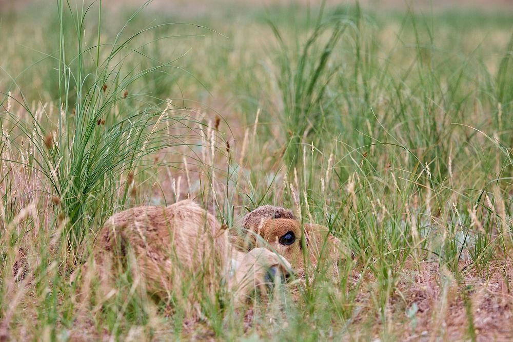 Как сайгаки своих ребятишек в степи ищут.