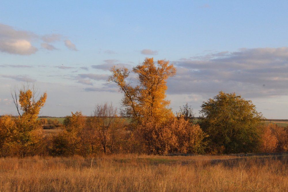 золотая листва