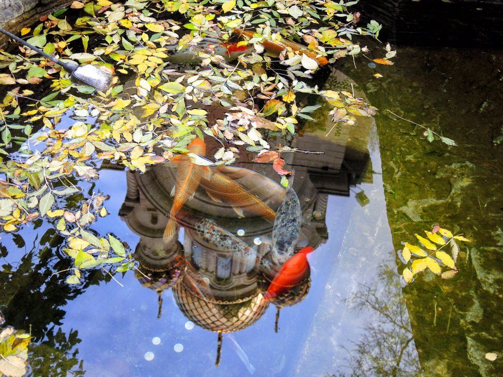 Отражение куполов в осеннем пруду с золотыми рыбками