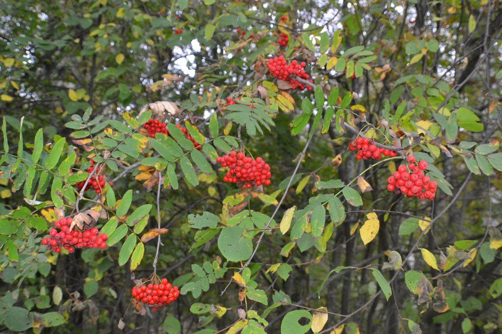 осень в огоньках