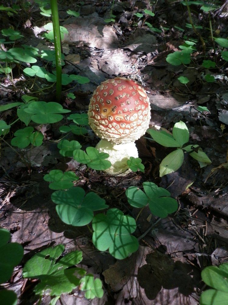 Мухоморчик