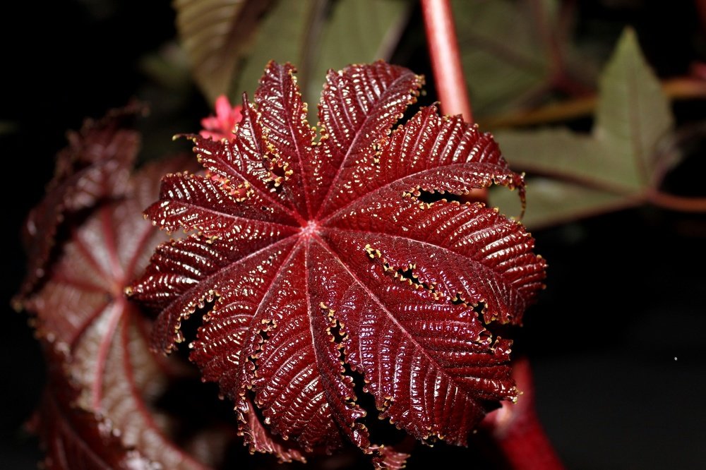 Новая жизнь