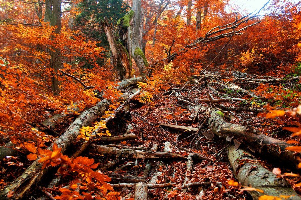 Огнено-красными дорогами