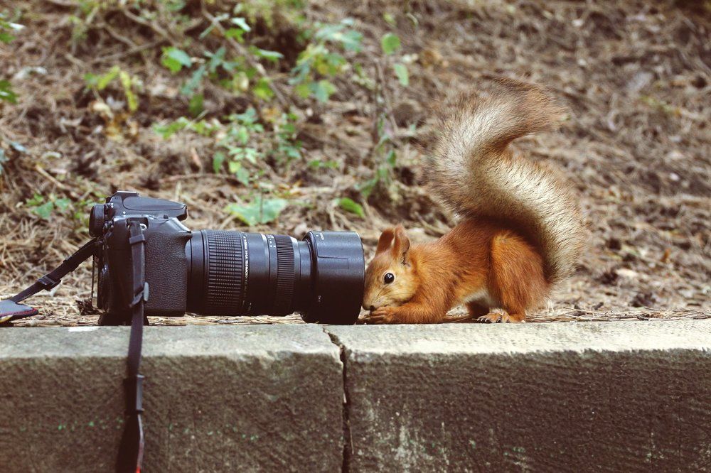 Любопытная белка