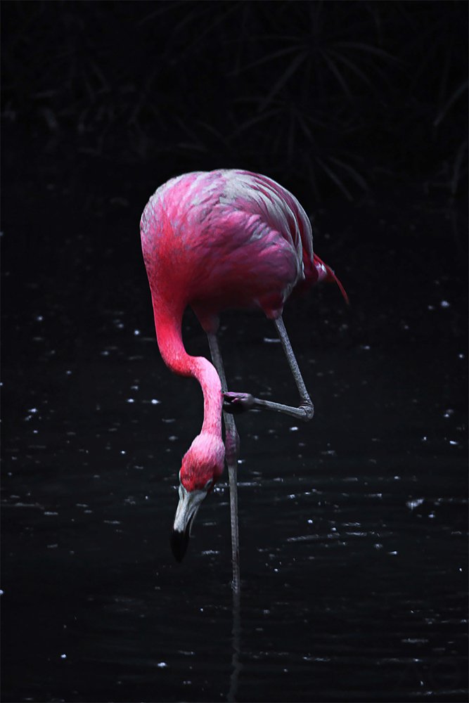 Pink Feathers Above Dark Waters