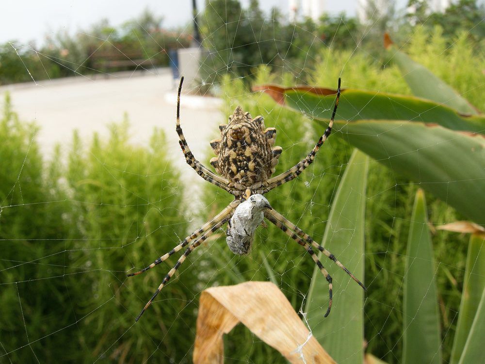 Паук с добычей