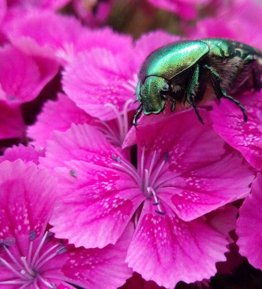 Макро-зверь