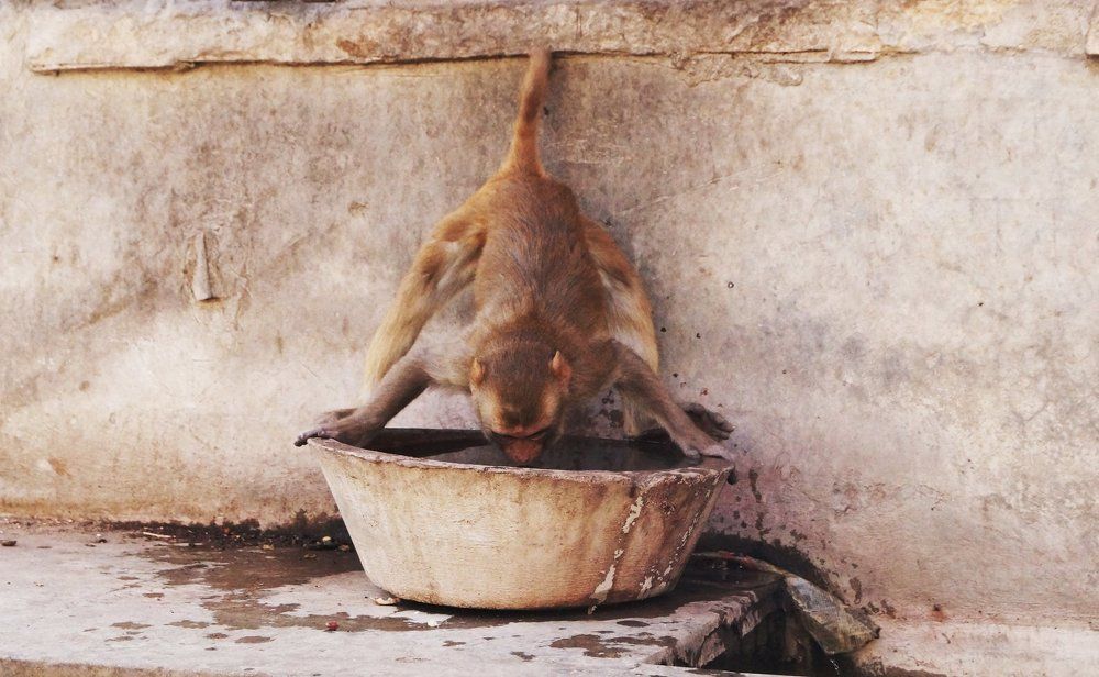 Триконасана или ассана обезьяны