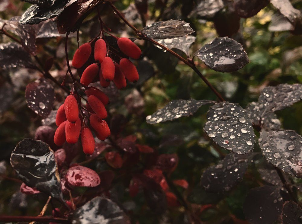 Дождливый барбарис