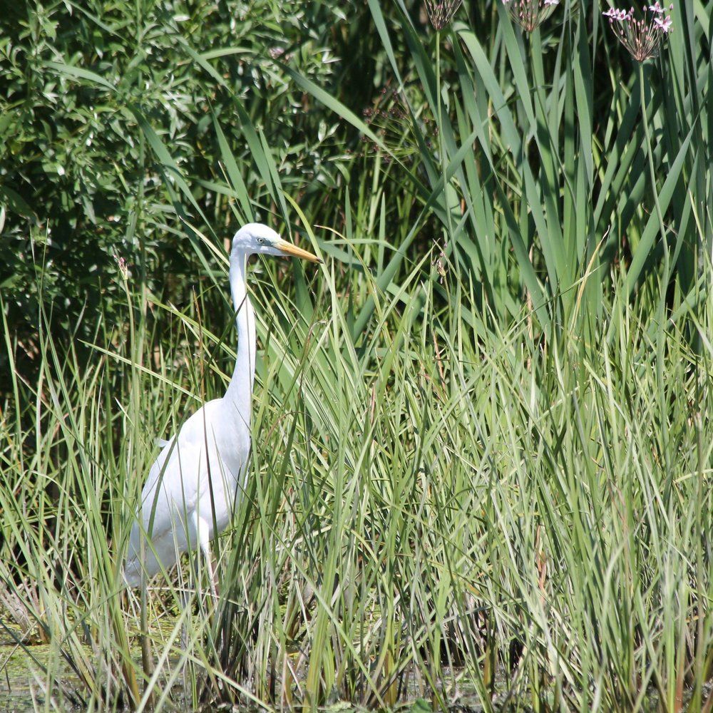 Пернатый мир дельты Дуная