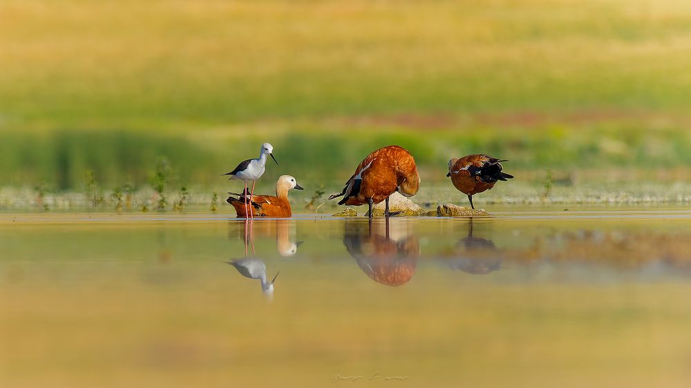 Ruddy Shelduck