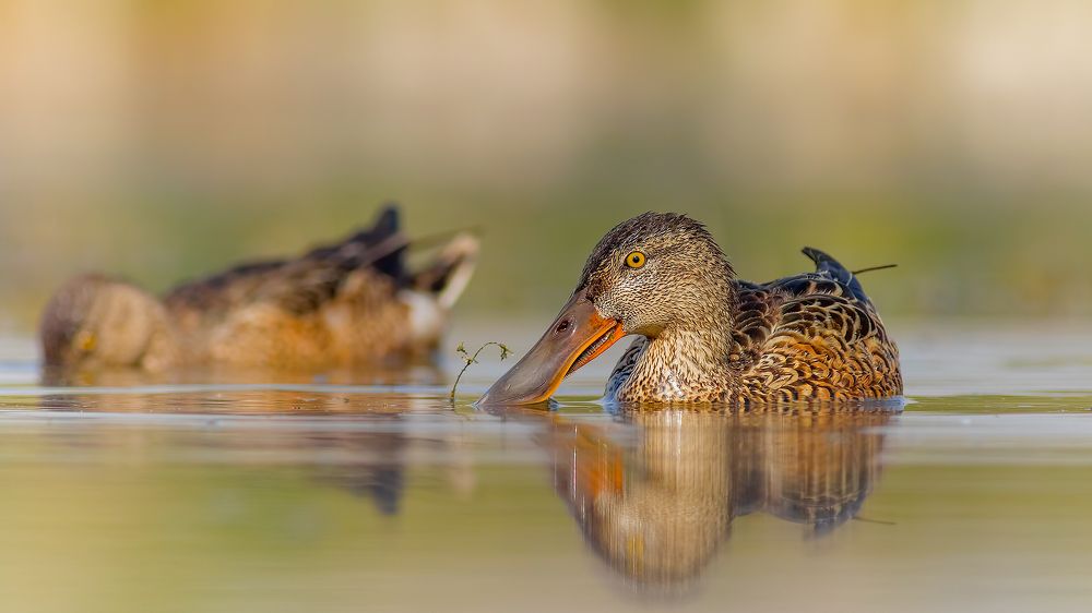 Northern Shoveler