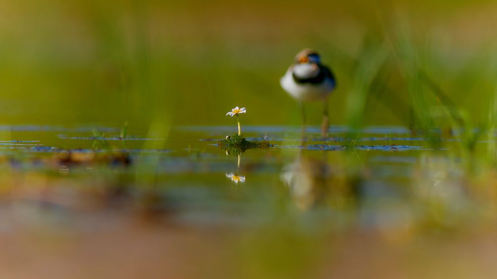 Little Ringed Plover